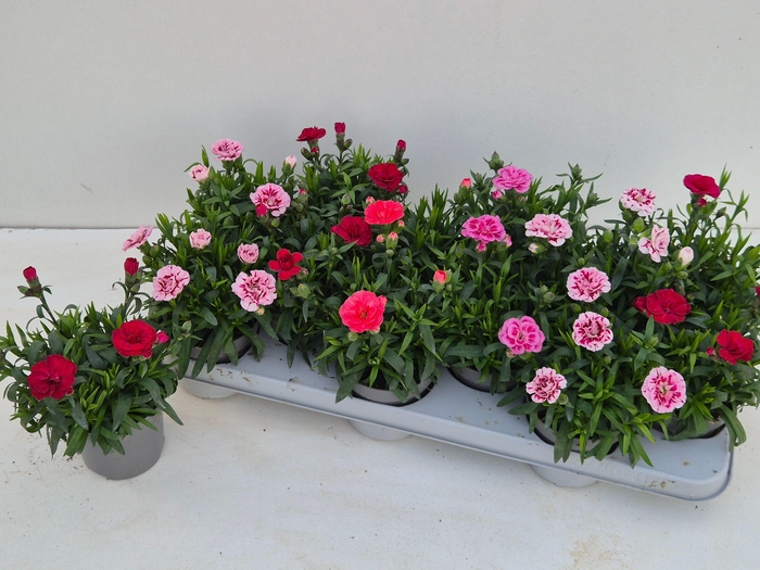 <h4>DIAN OSC GEM</h4>