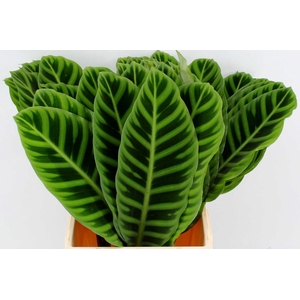 Calathea Zebrina