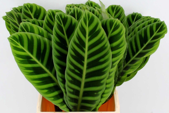 <h4>Calathea Zebrina</h4>