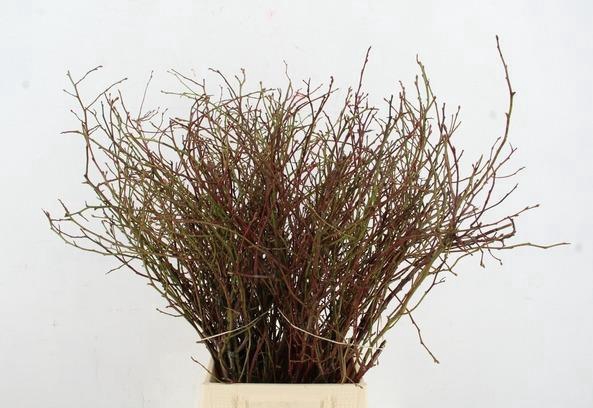 VACCINIUM(BOSBES) ROOD PER STEM 45/55CM