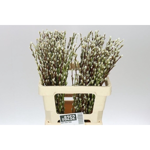 Salix Snow Flake