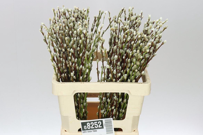 <h4>Salix Snow Flake</h4>
