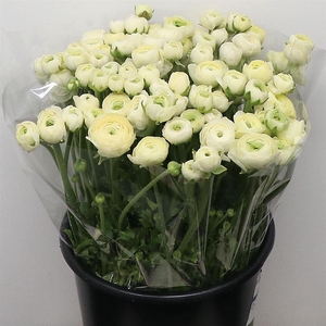 Ran El Vaniglia Extra