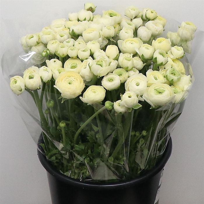 <h4>Ran El Sr Creme Prima</h4>