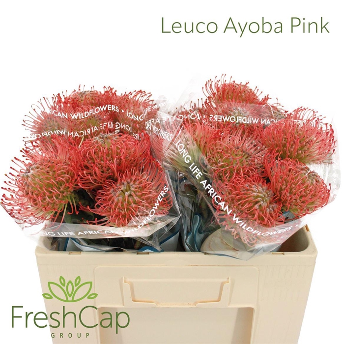 <h4>Leuco Ayoba Pink</h4>