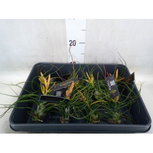 Tillandsia
