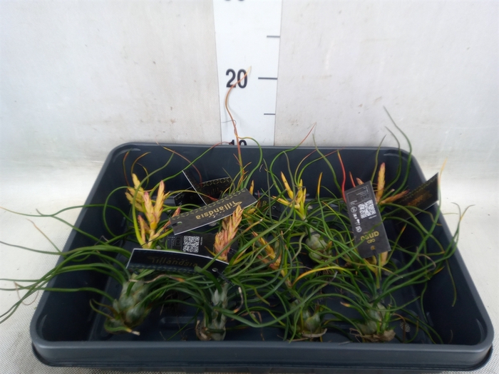 <h4>Tillandsia</h4>