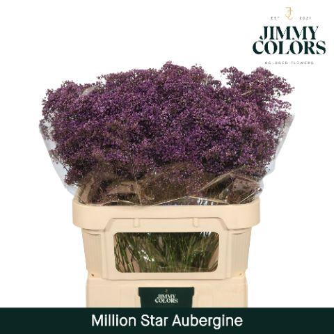 <h4>Gyps Million Star L80 Aubergine</h4>