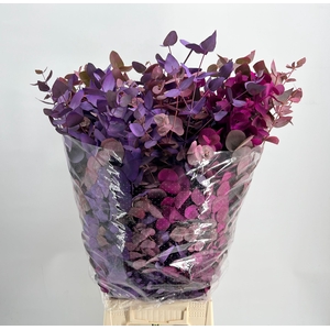 Leaf eucalyptus cinerea paint purple pink mix