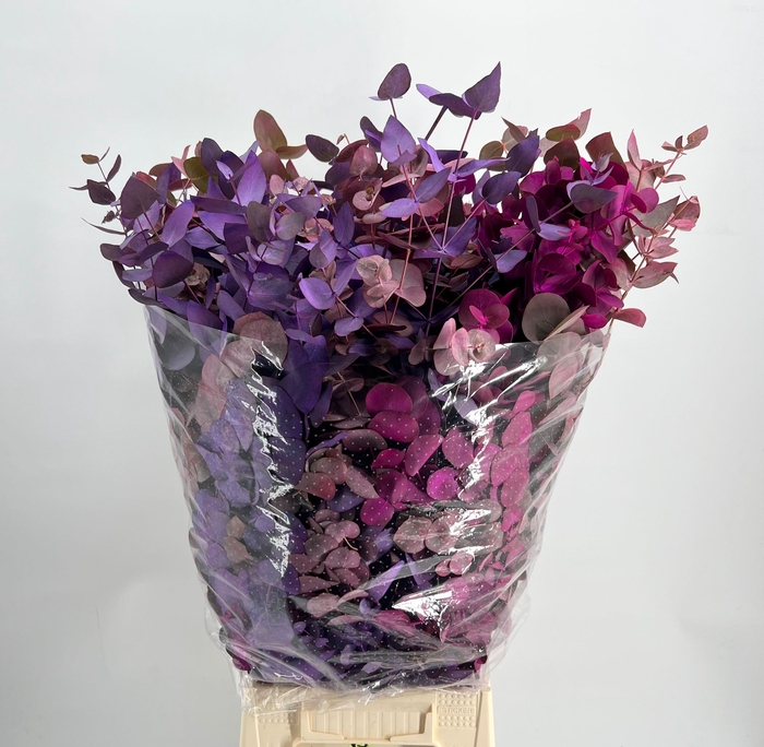 <h4>Leaf eucalyptus cinerea paint purple pink mix</h4>