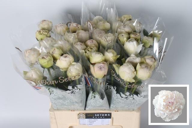 <h4>PAEO L ODILE</h4>