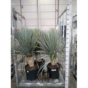 Yucca rostrata