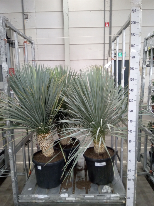 <h4>Yucca rostrata</h4>
