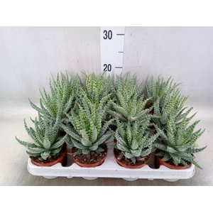 Aloe humilis