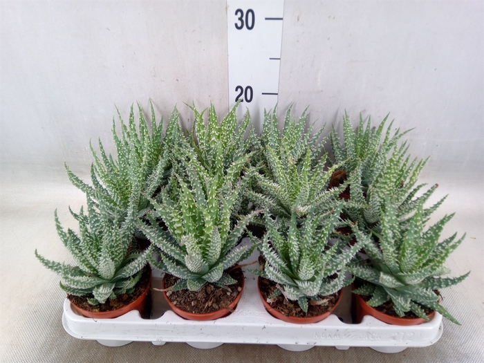 <h4>Aloe humilis</h4>