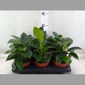 Philodendron  'Green Princess'