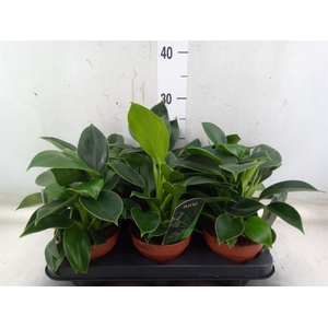 Philodendron  'Green Princess'