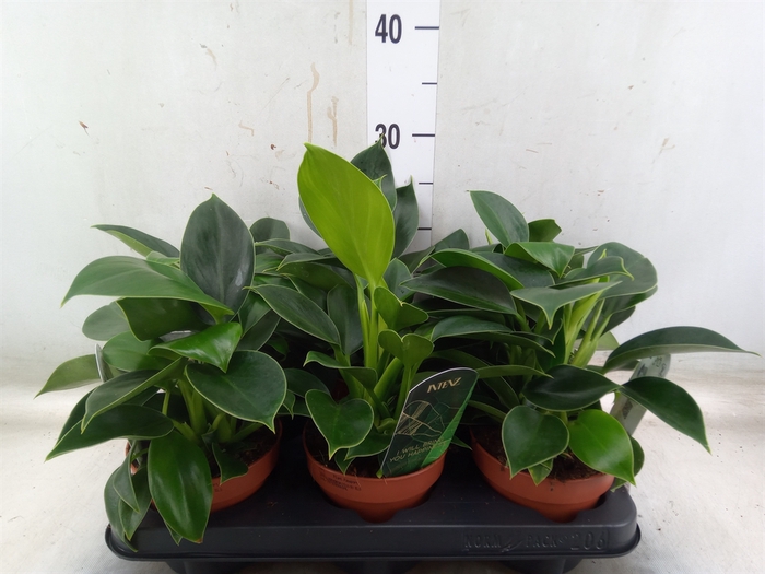 <h4>Philodendron  'Green Princess'</h4>