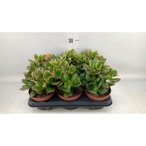 Crassula ovata 'Sunset'