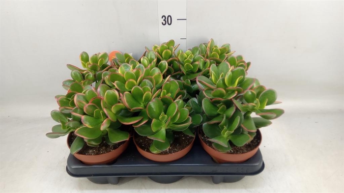 <h4>Crassula ovata 'Sunset'</h4>