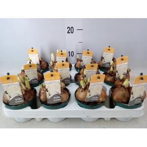 Narcissus DU 'Bridal Crown'