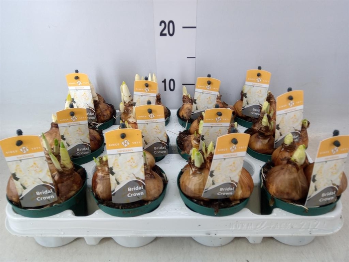 <h4>Narcissus DU 'Bridal Crown'</h4>