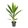 Cordyline New Conga 12 cm