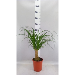 Beaucarnea recurvata