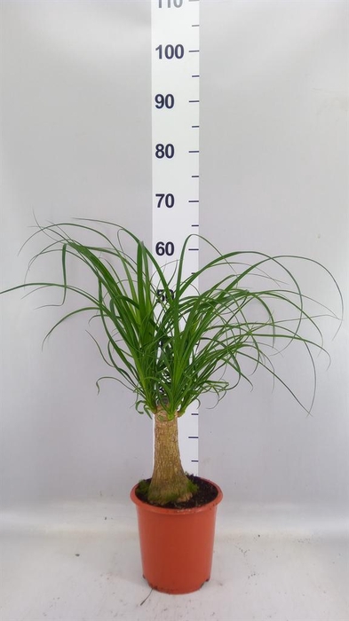<h4>Beaucarnea recurvata</h4>