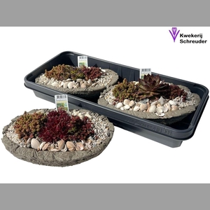 Arr Tuinplanten In Ovaal Beton