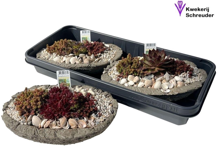 <h4>Arr Tuinplanten In Ovaal Beton</h4>