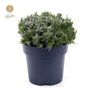 Lavandula ang. 'Felice Premium Provence'® P27