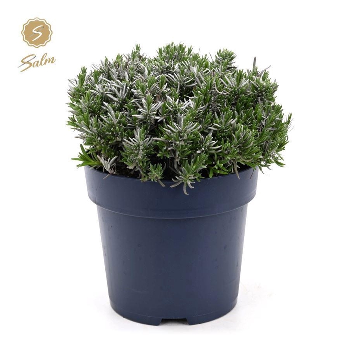 <h4>Lavandula ang. 'Felice Premium Provence'® P27</h4>