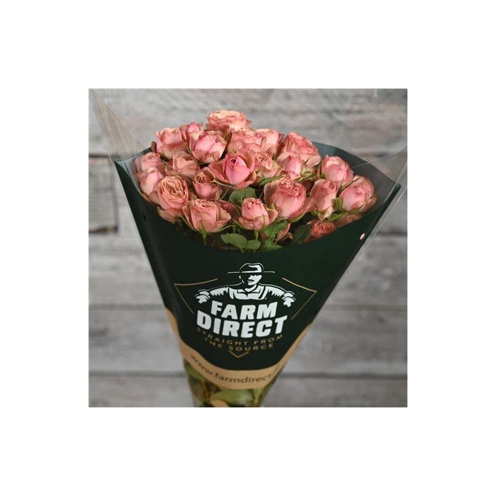 <h4>R Tr Destini</h4>