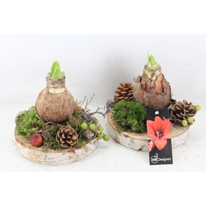 arr4 Amaryllis MB - Hout schijf 1bol x6