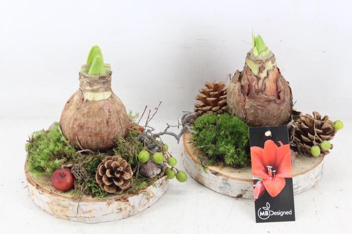 <h4>arr4 Amaryllis MB - Hout schijf 1bol x6</h4>