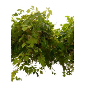 Cissus overig