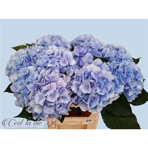 Hydr M Ch Verena Blue 80cm