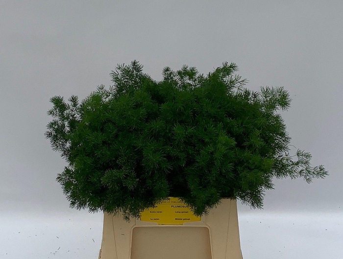 <h4>ASP UMBELLATUS</h4>