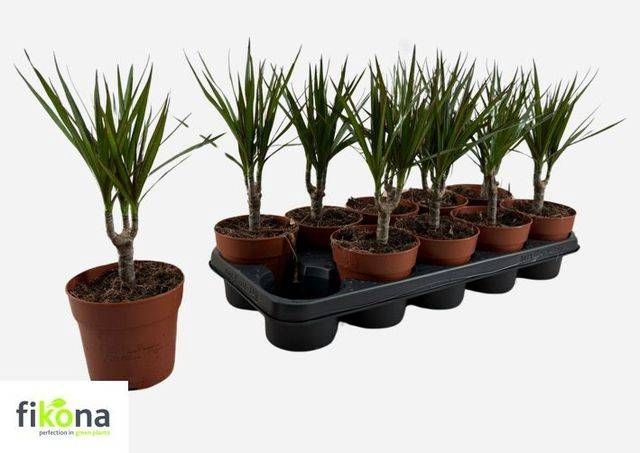 <h4>DRA MARGINATA</h4>