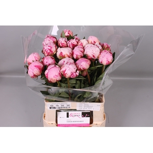 Paeonia Sarah Bernhardt | Heavy Quality
