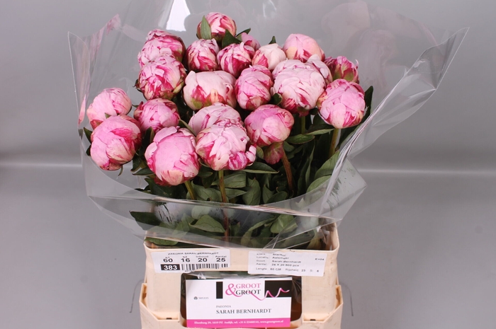 <h4>Paeonia Sarah Bernhardt | Heavy Quality</h4>