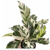 CALATHEA WHITE FUSION P12