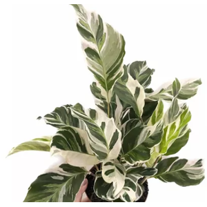 CALATHEA WHITE FUSION P12