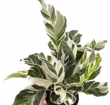 <h4>CALATHEA WHITE FUSION P12</h4>