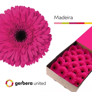 Gerbera Madeira Doos