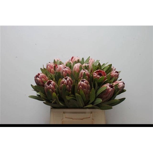 PROTEA PINK ICE