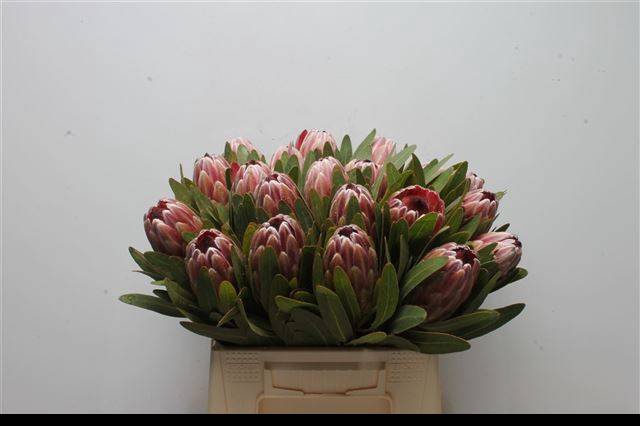 <h4>PROTEA PINK ICE</h4>