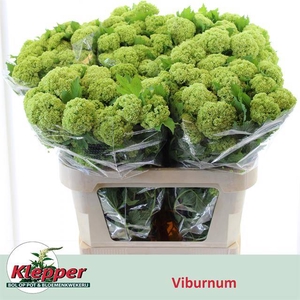 VIBURNUM ROSEUM ST