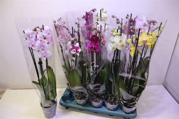 <h4>Phal Gem 5 Kl</h4>
